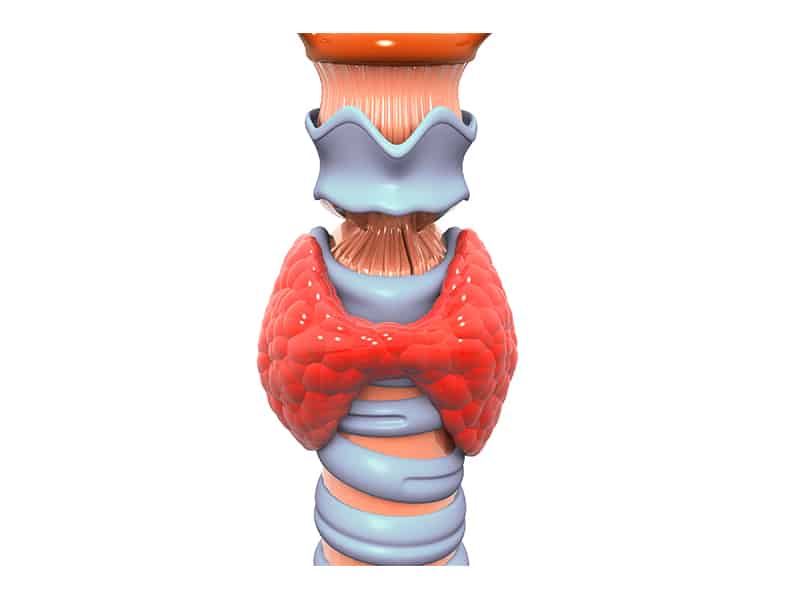 Echelon Health - Thyroid Gland