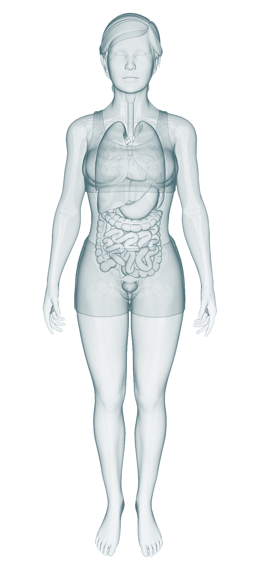 body map female image showing major organs