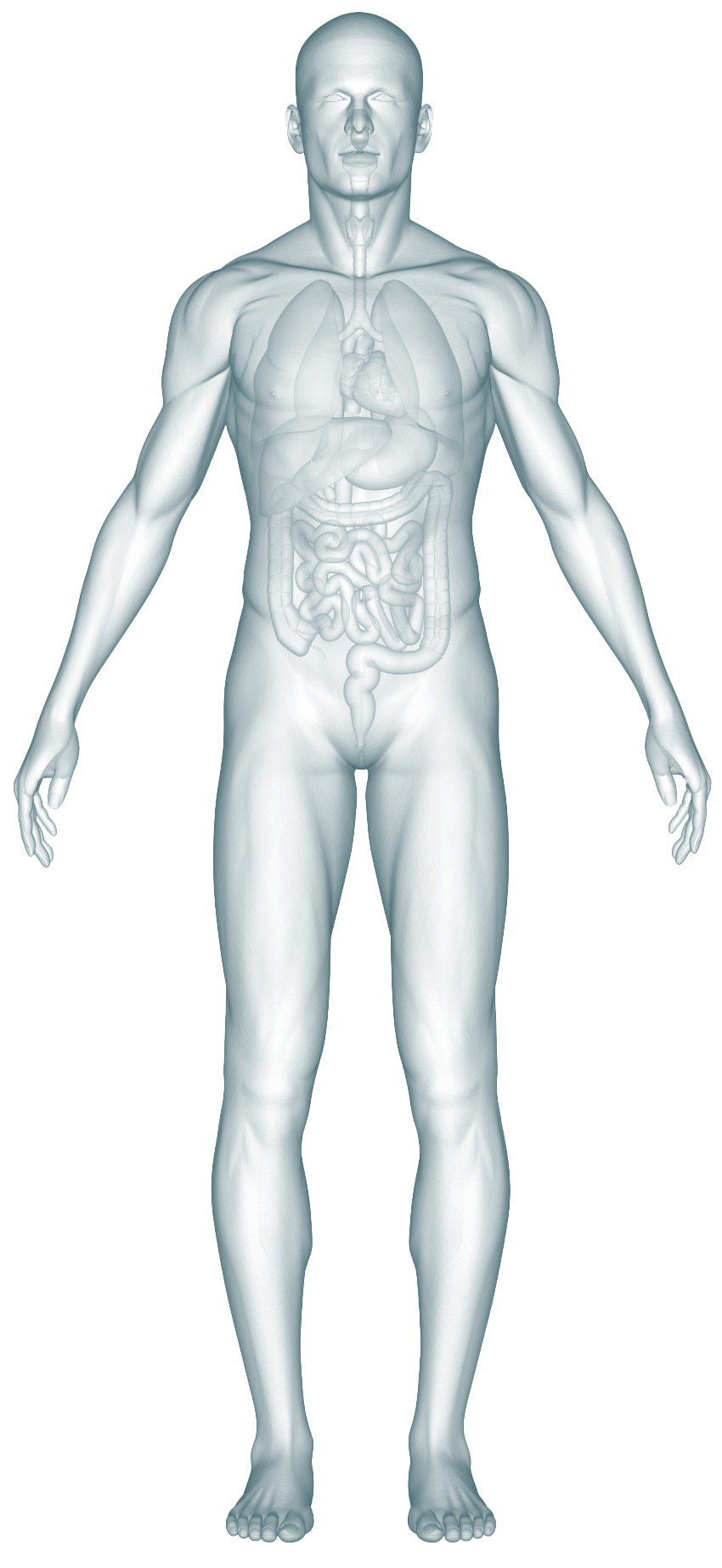 body map male image showing major organs